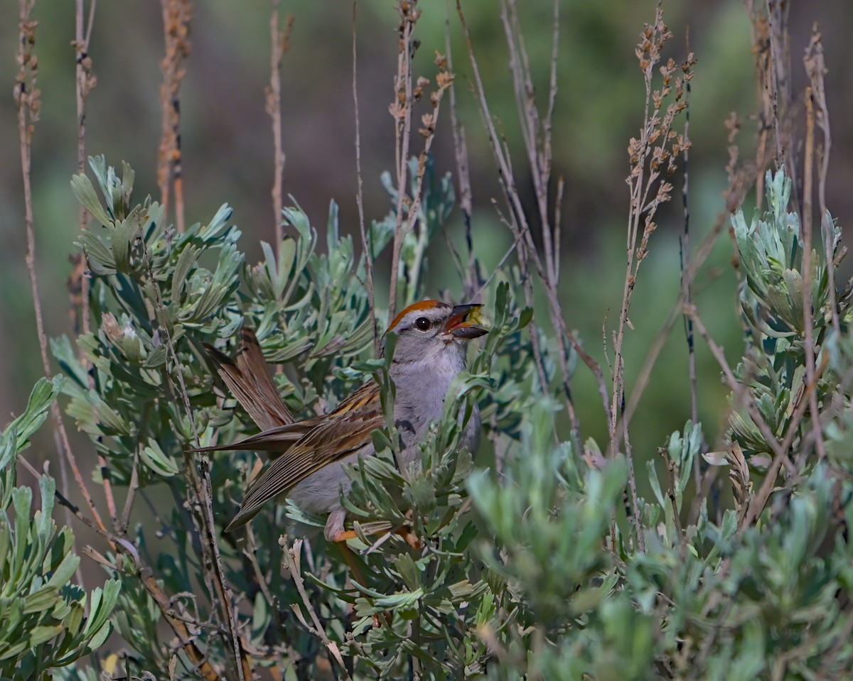 Chipping Sparrow - ML620629699