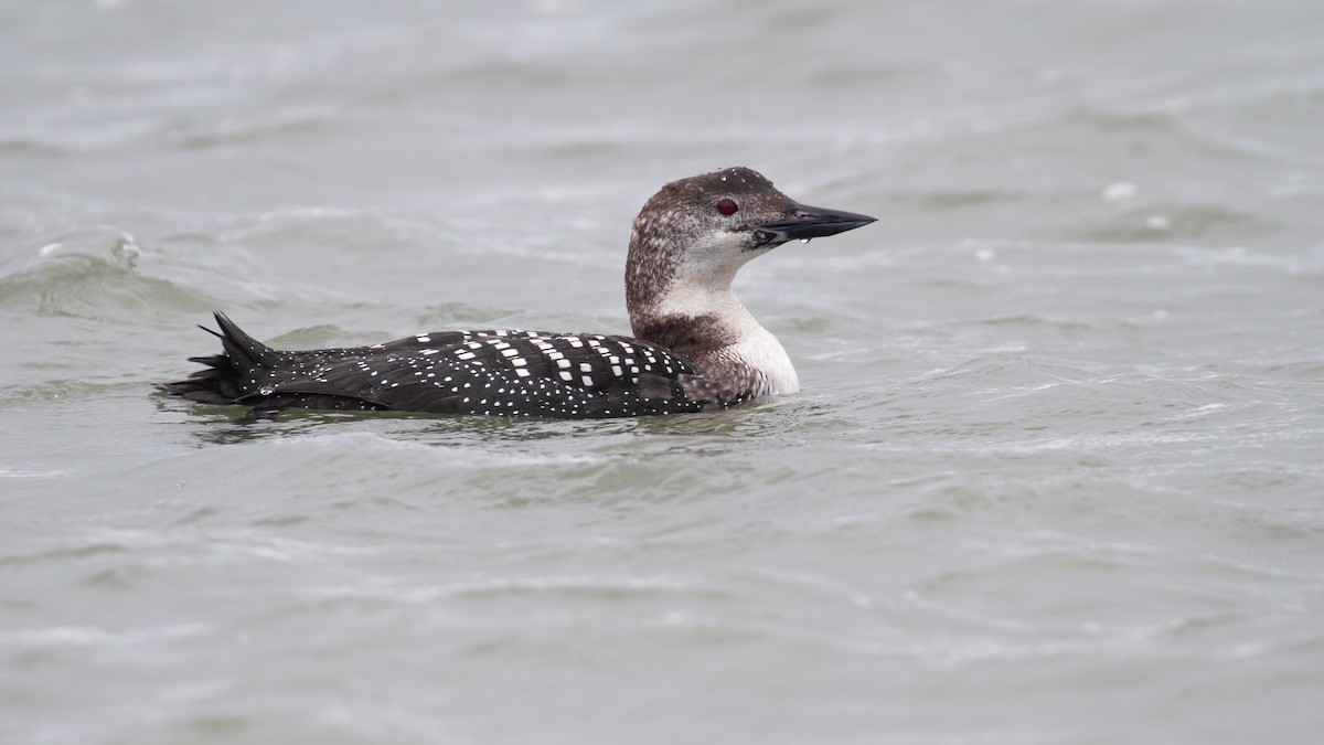 Common Loon - ML620629700