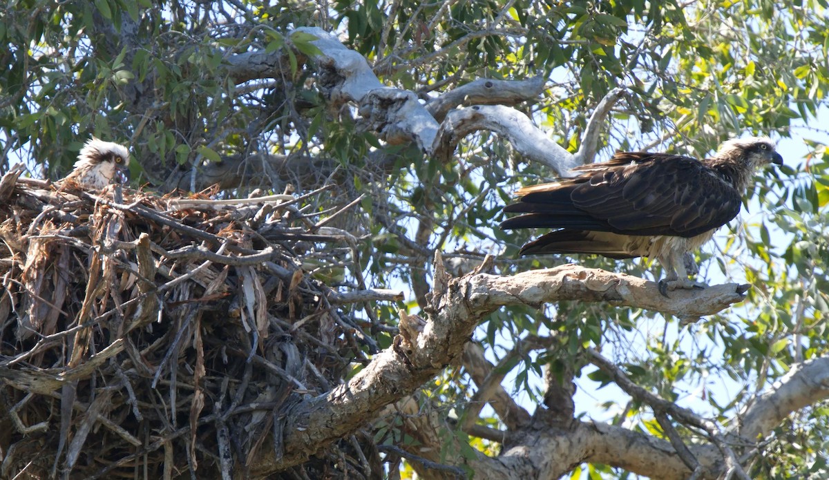 Águila Pescadora - ML620629701