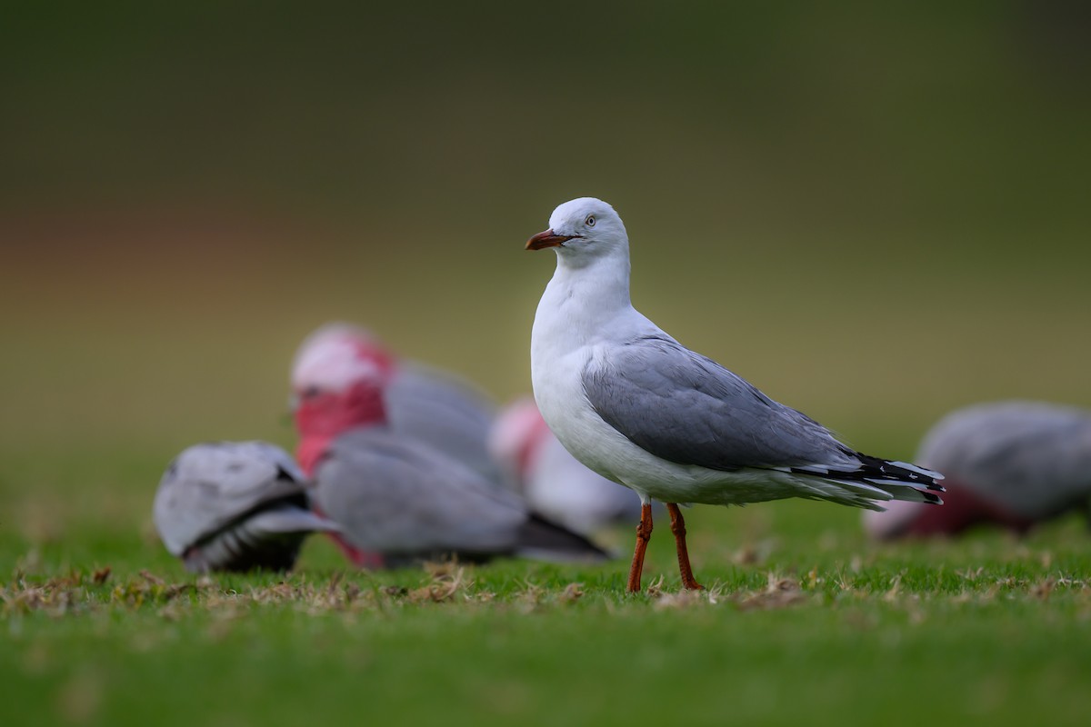 Mouette argentée (novaehollandiae/forsteri) - ML620629703