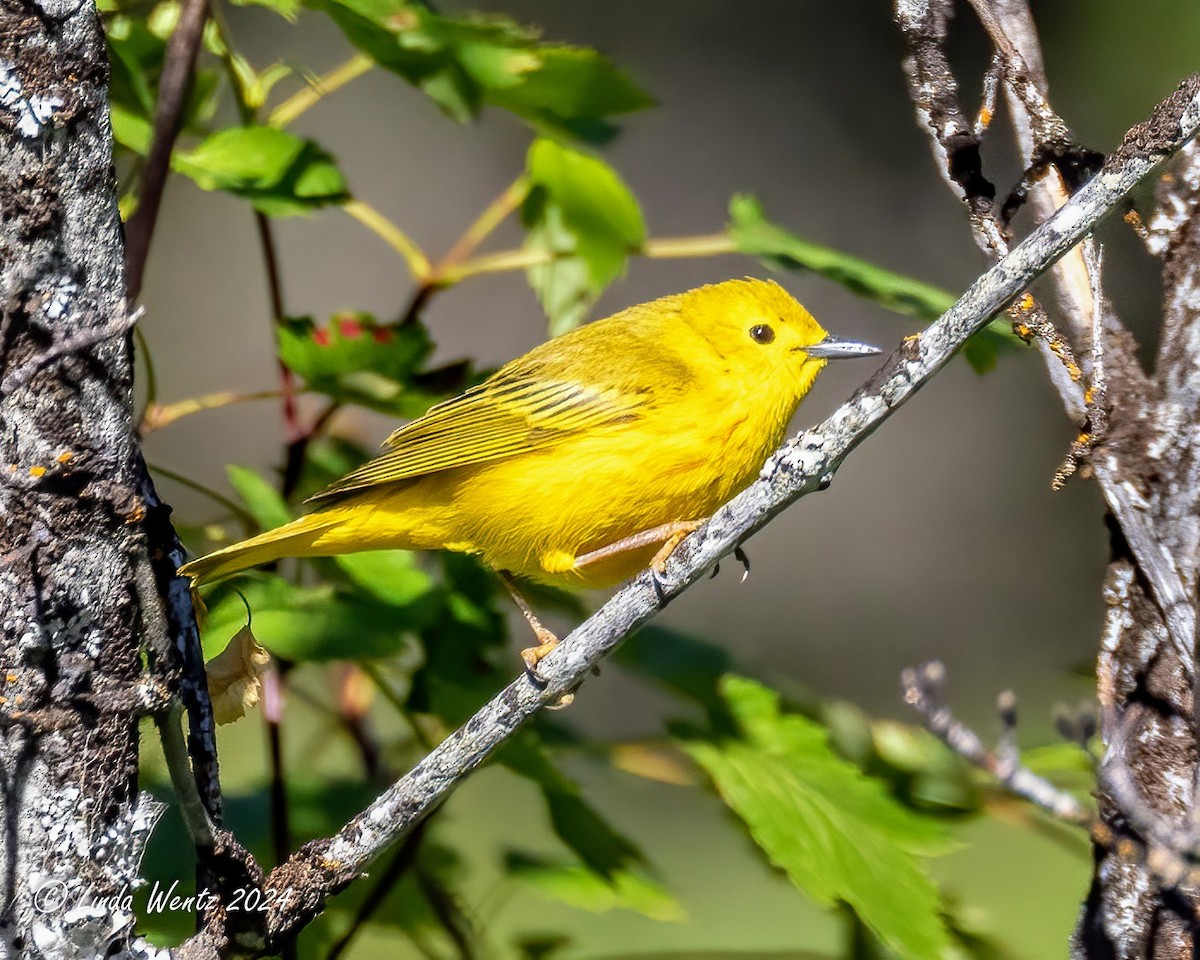 Yellow Warbler - Linda Wentz