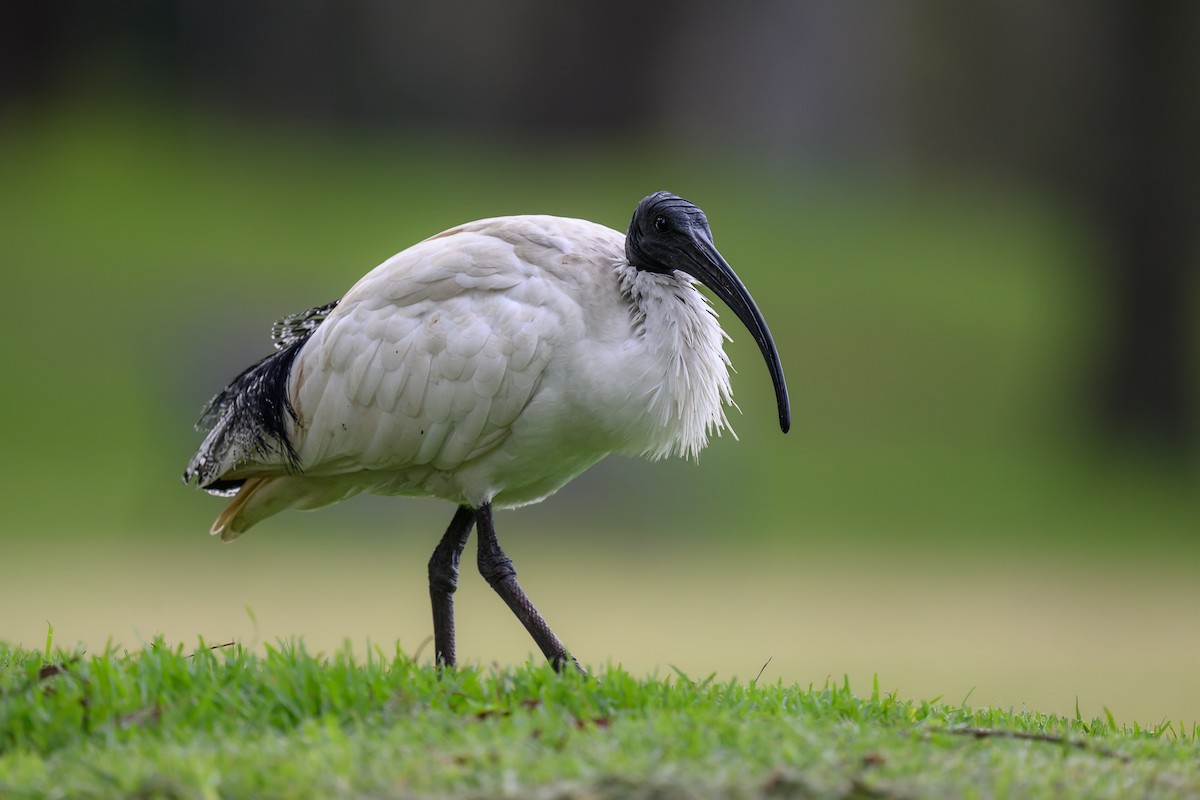 ibis australský - ML620629706
