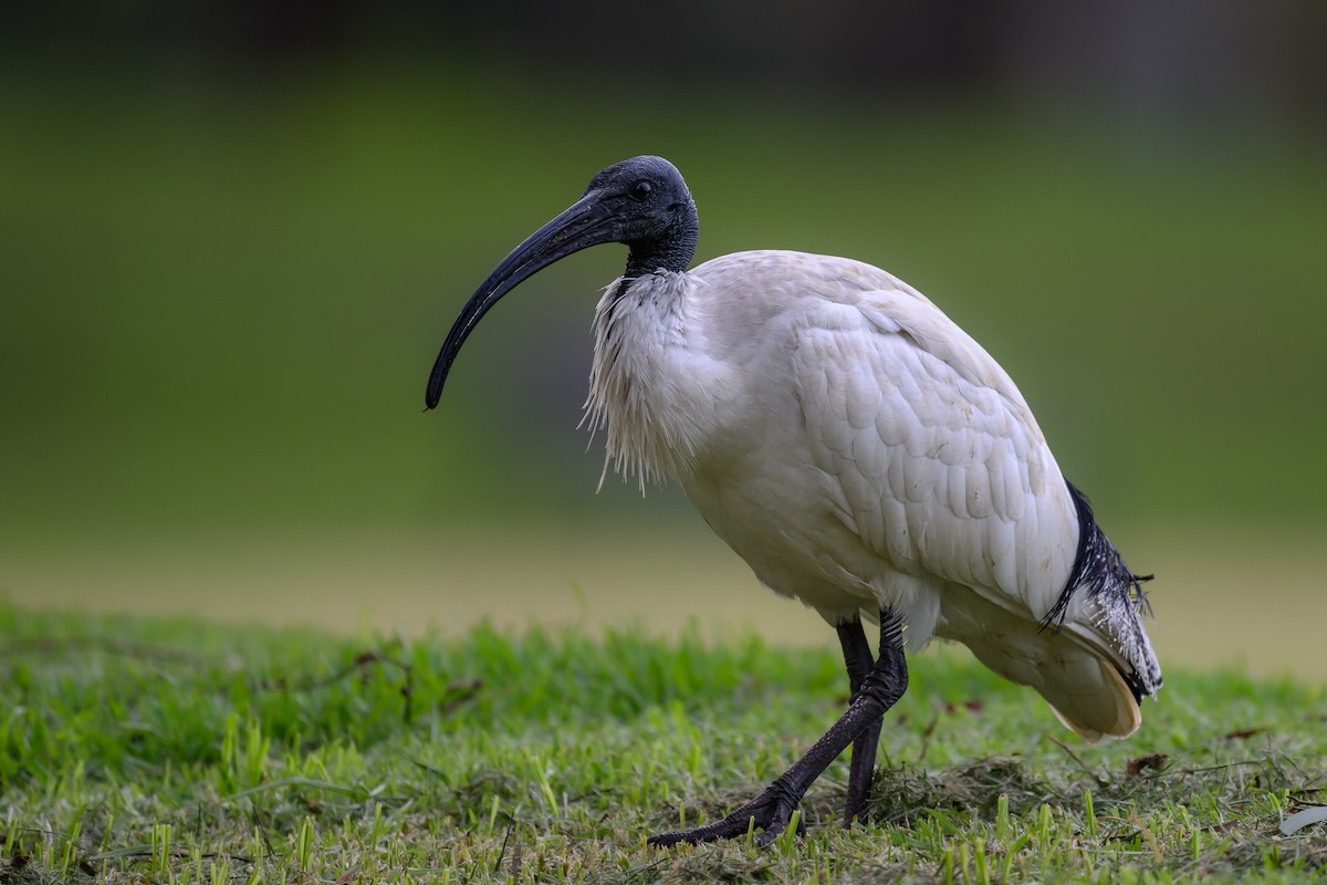 Australian Ibis - ML620629707