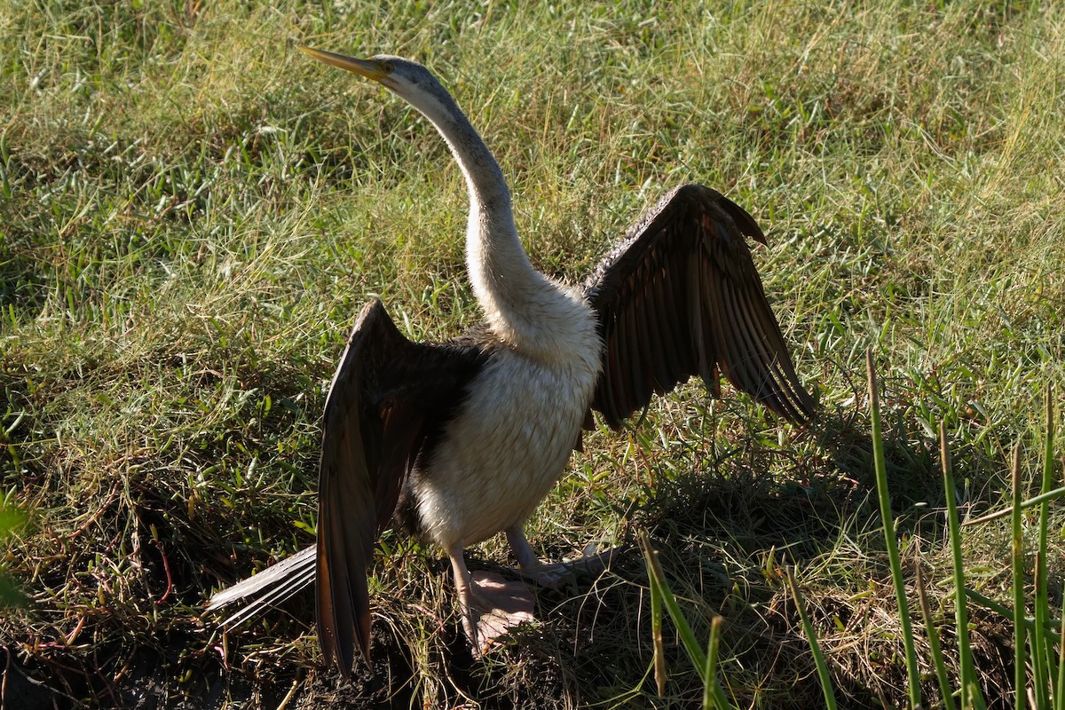 Anhinga Australiana - ML620629711