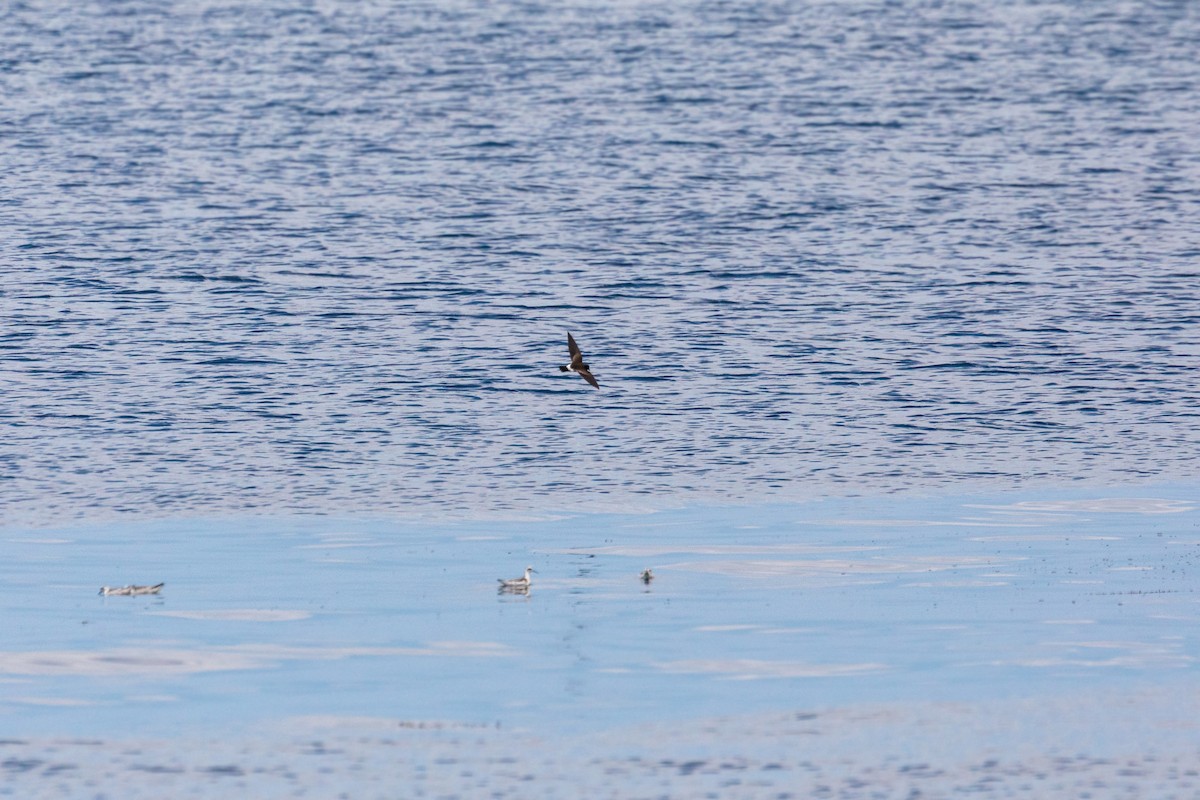 Elliot's Storm-Petrel - ML620629713