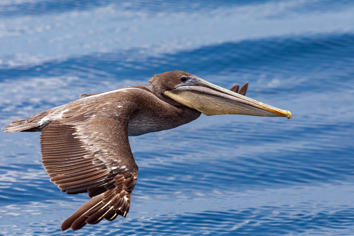 Brown Pelican - ML620629717