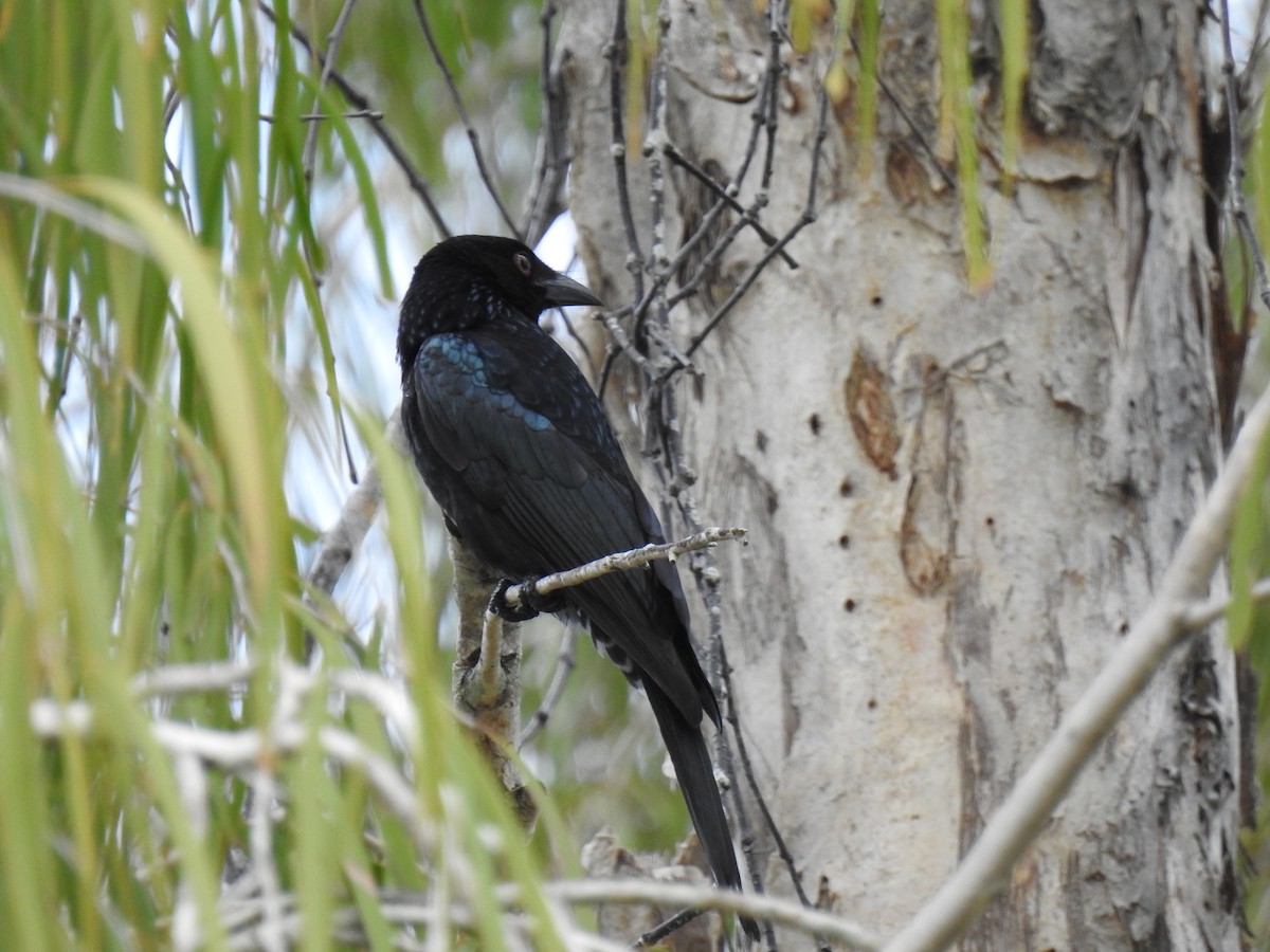 Yıldızlı Drongo - ML620629719