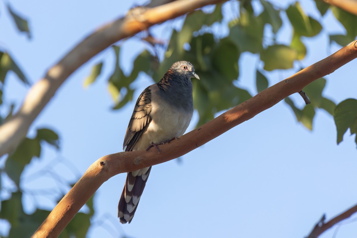 Bar-shouldered Dove - ML620629721