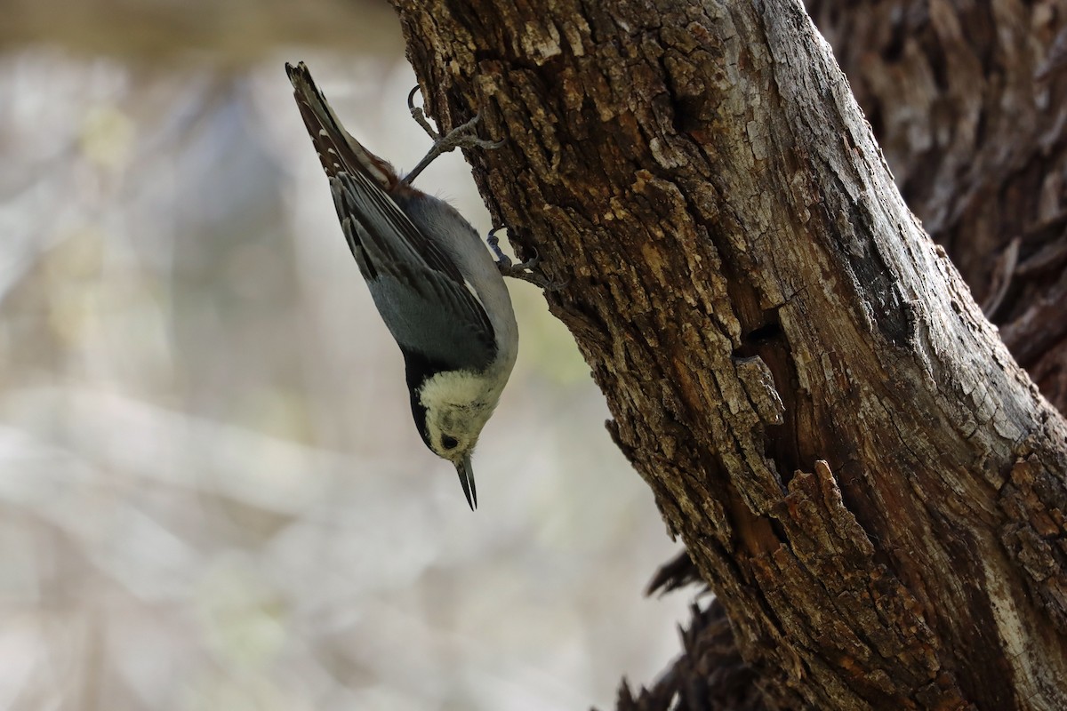 White-breasted Nuthatch - ML620629722