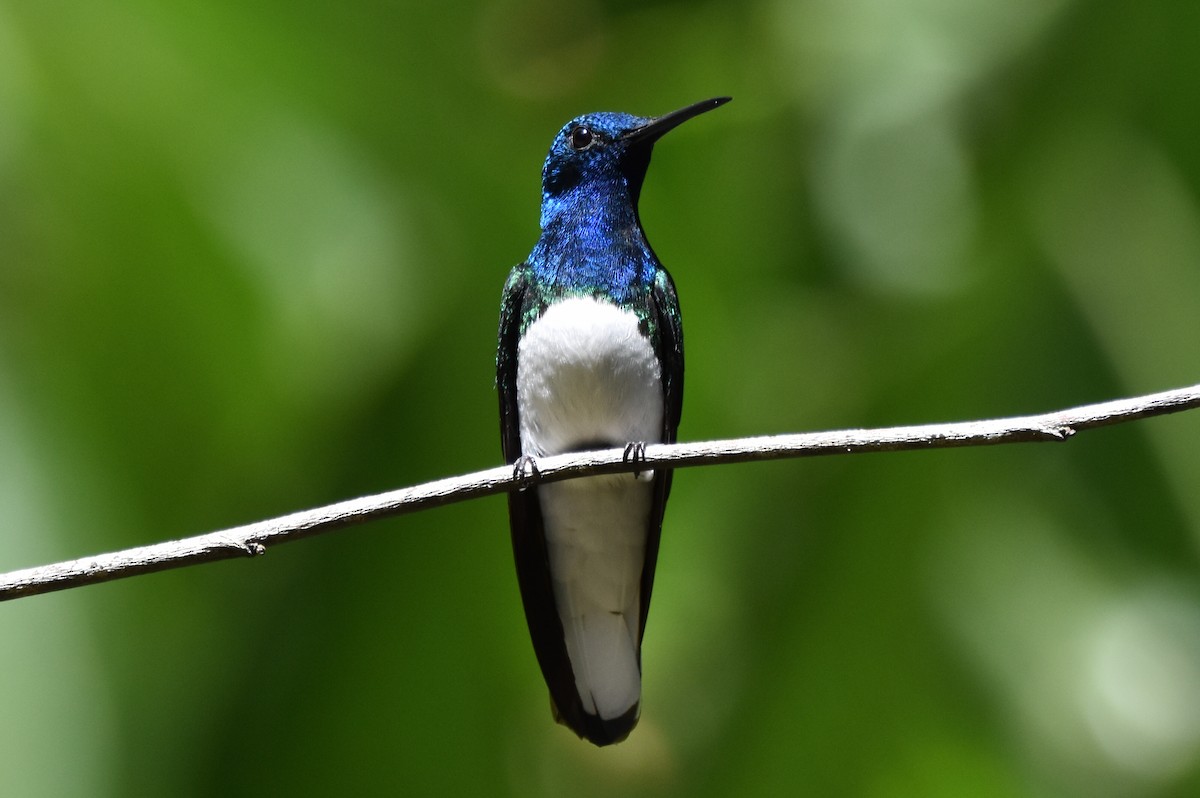 Colibrí Nuquiblanco - ML620629723