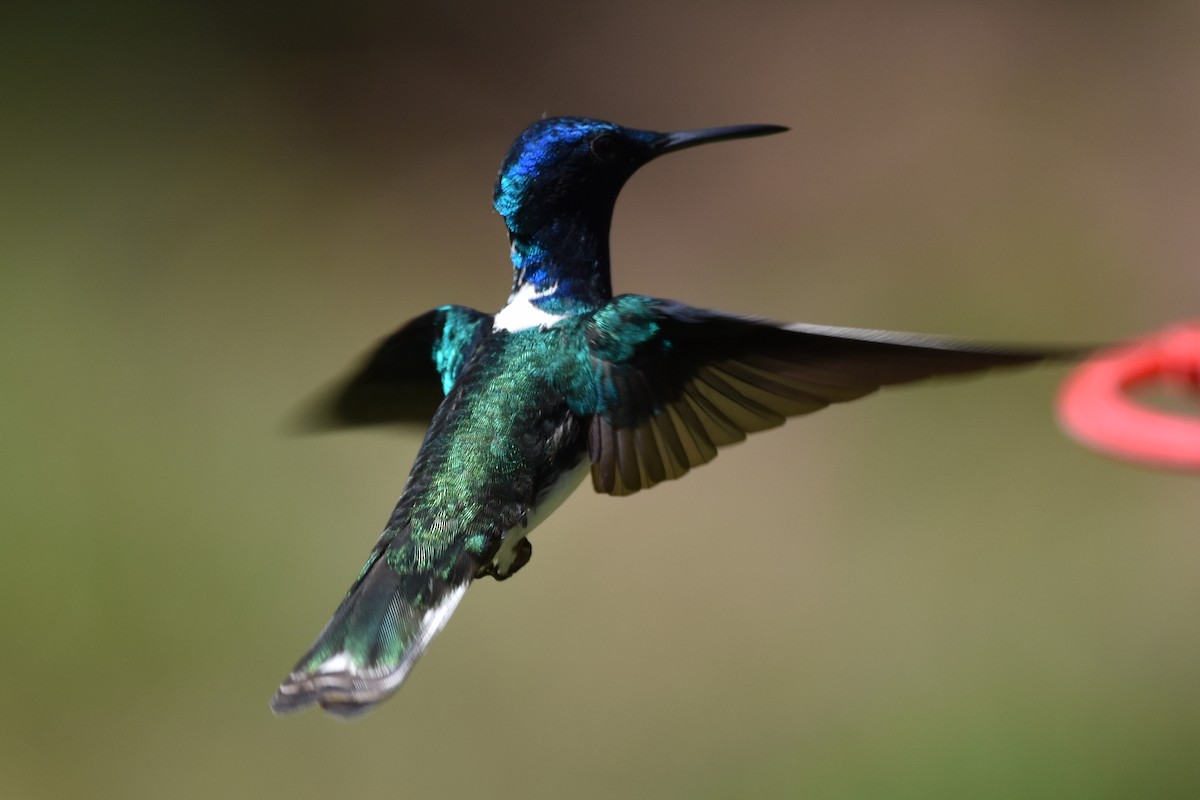 White-necked Jacobin - ML620629724