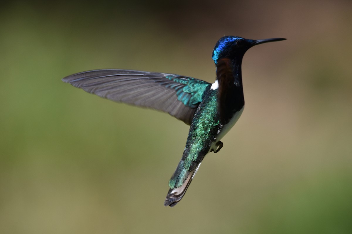 Colibrí Nuquiblanco - ML620629725