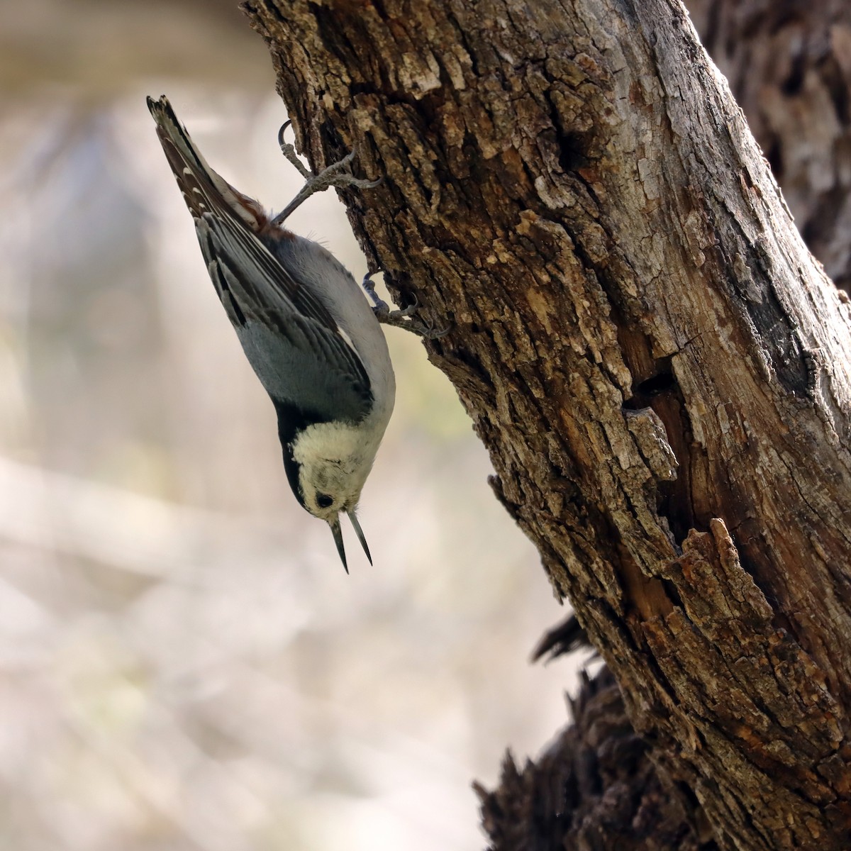 White-breasted Nuthatch - ML620629726