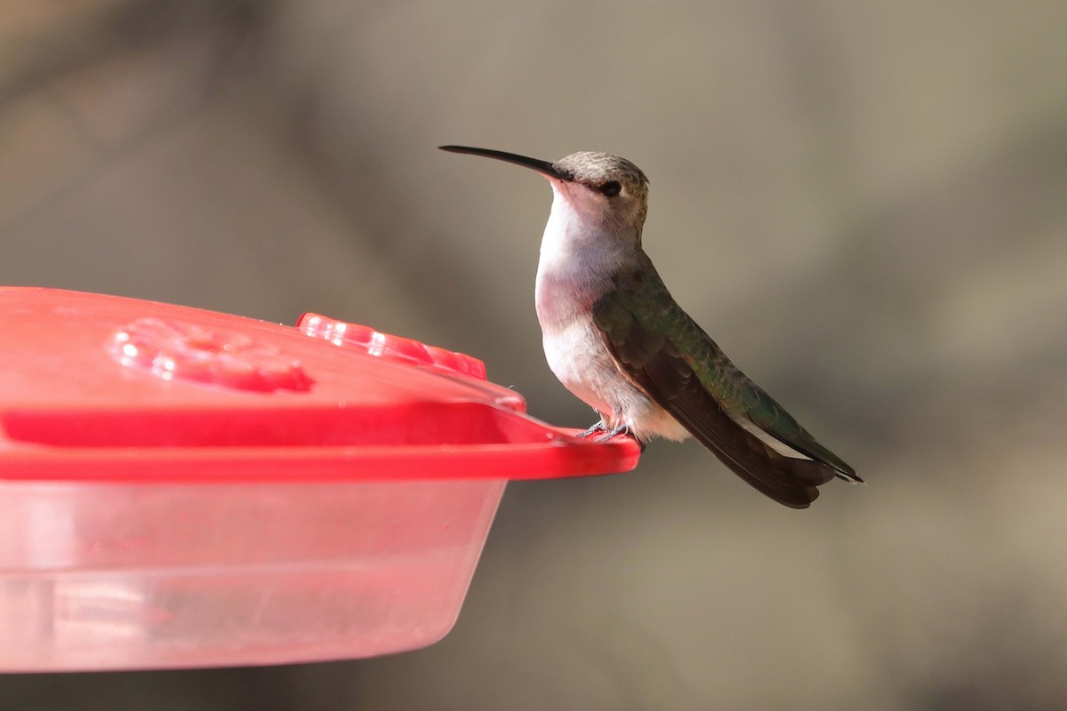 Black-chinned Hummingbird - ML620629727