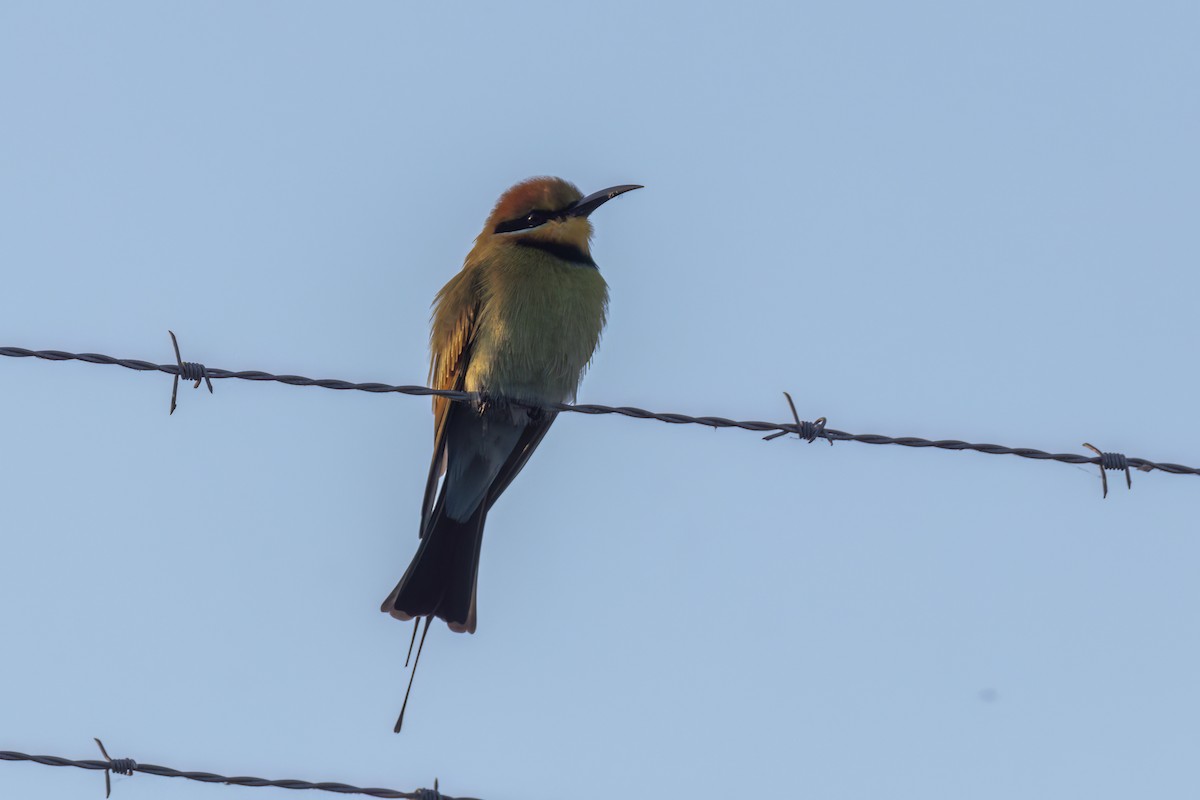 Rainbow Bee-eater - ML620629728