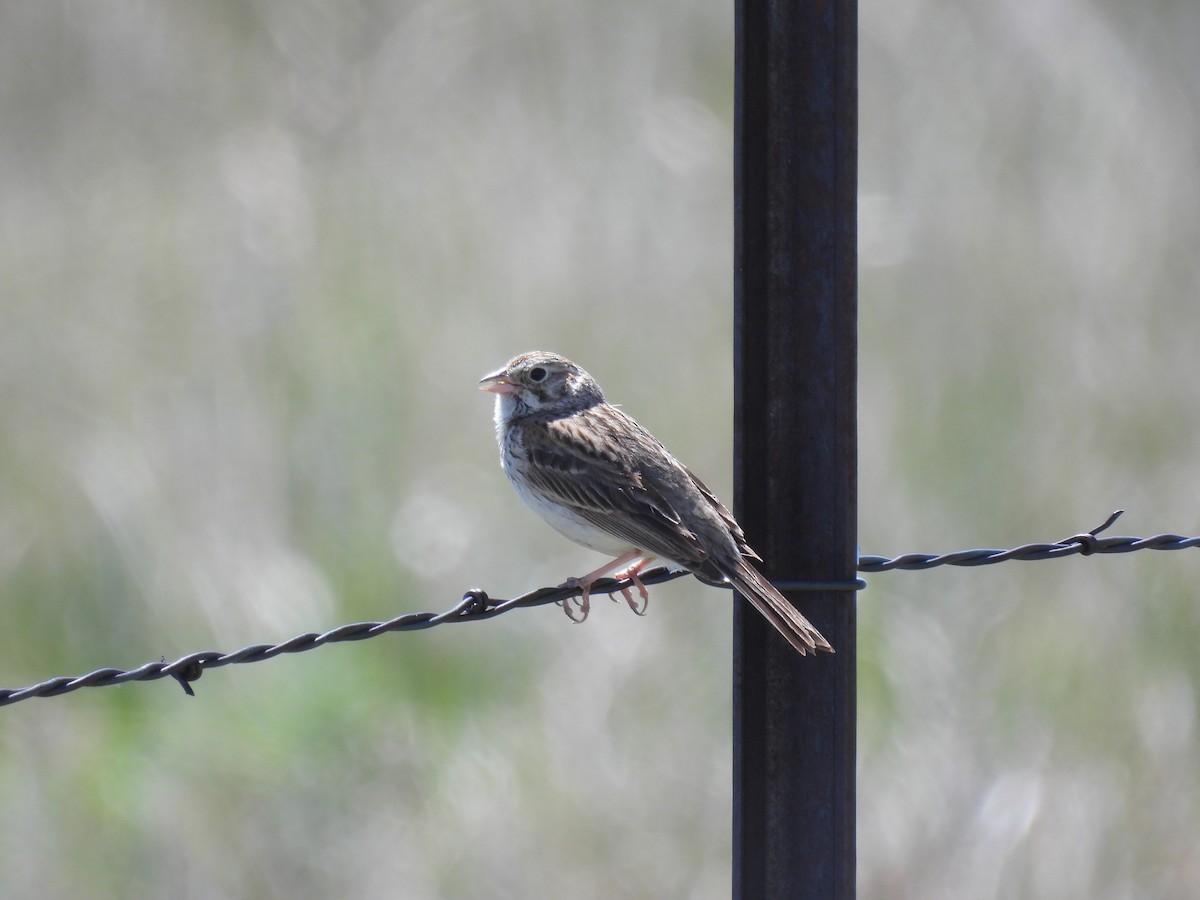 Vesper Sparrow - ML620629730