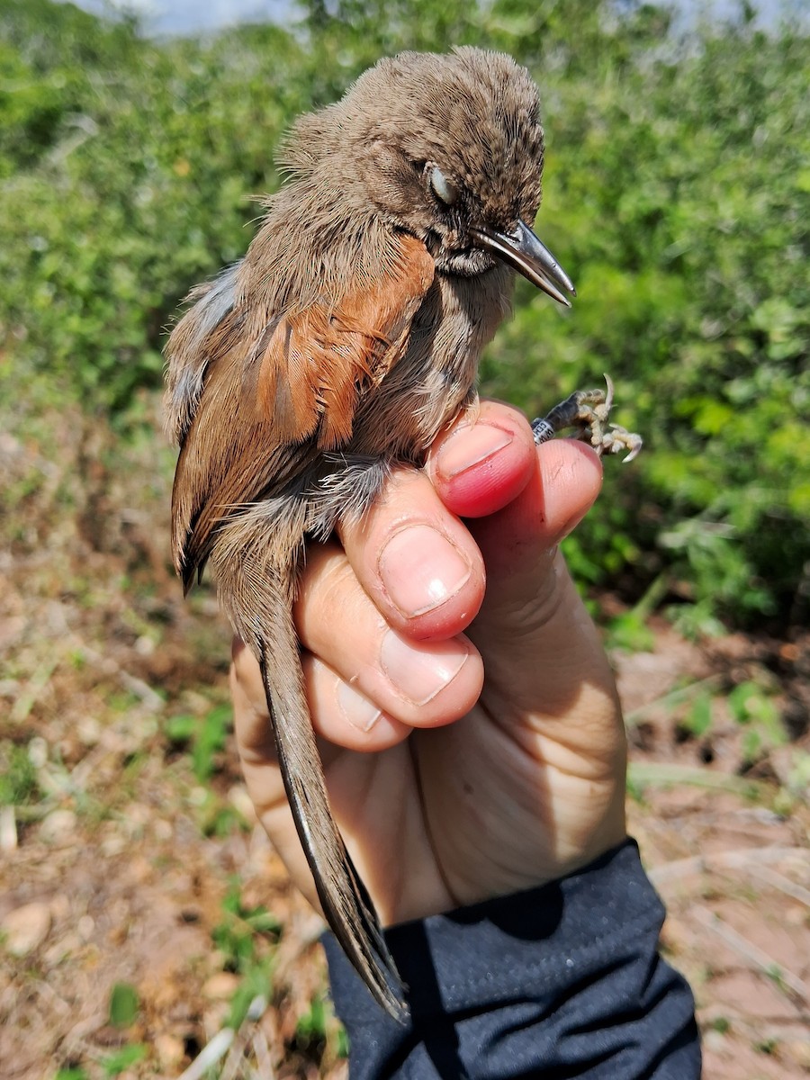 Red-shouldered Spinetail - ML620629732