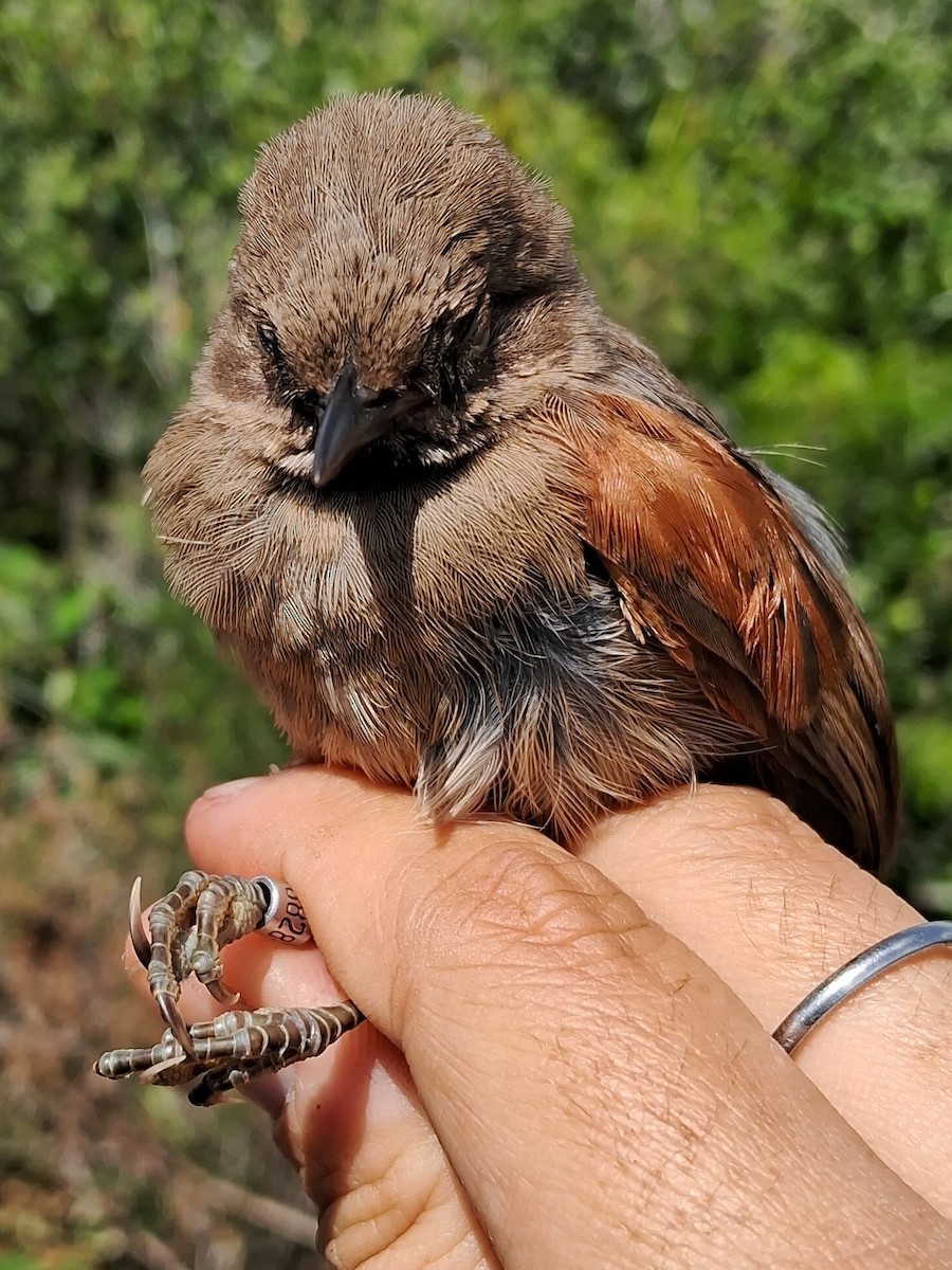 Red-shouldered Spinetail - ML620629733