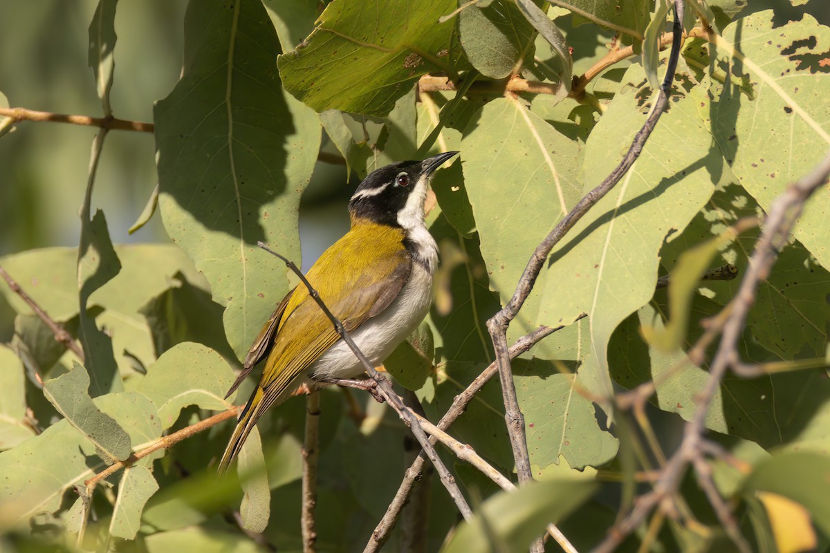 White-throated Honeyeater - ML620629736