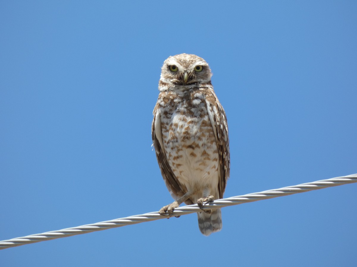 Burrowing Owl - ML620629737