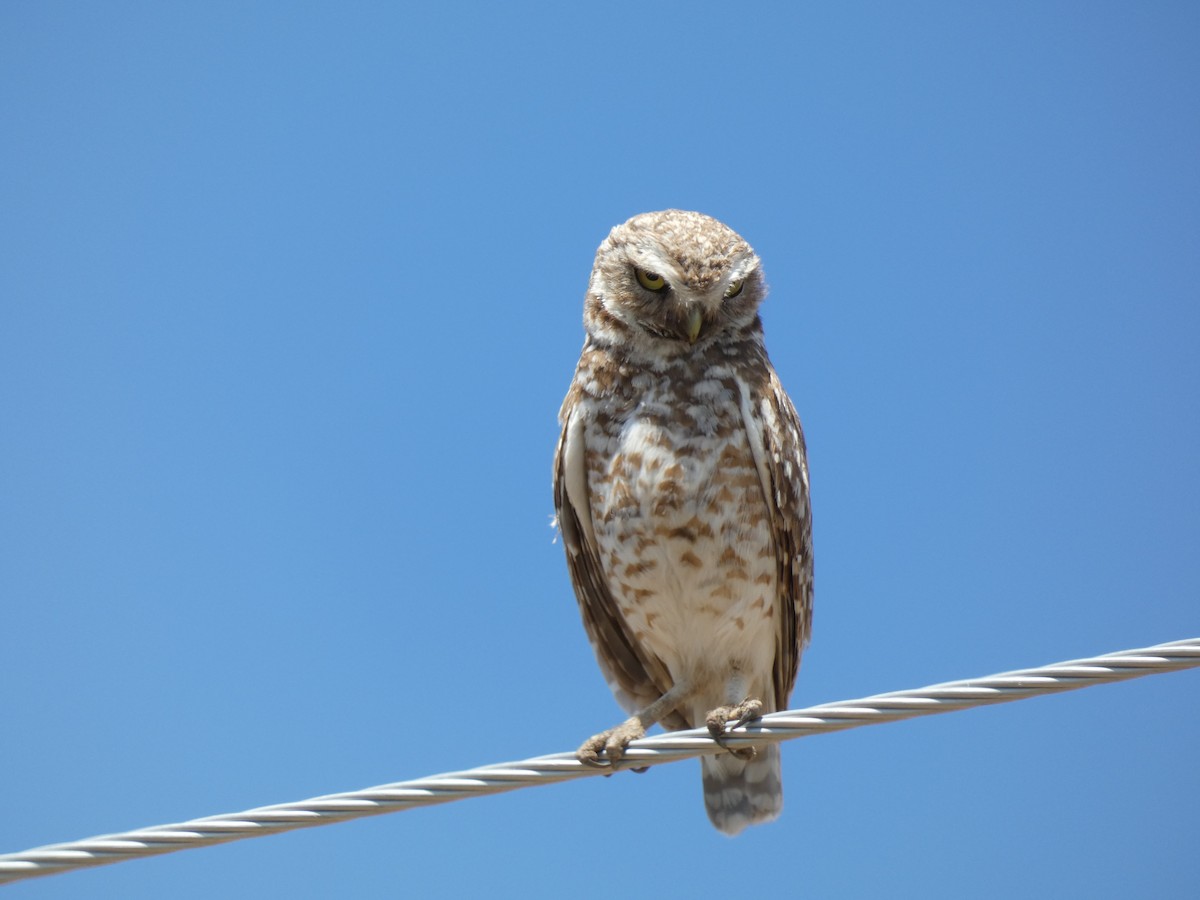 Burrowing Owl - ML620629743