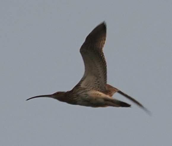 Eurasian Curlew - ML620629744