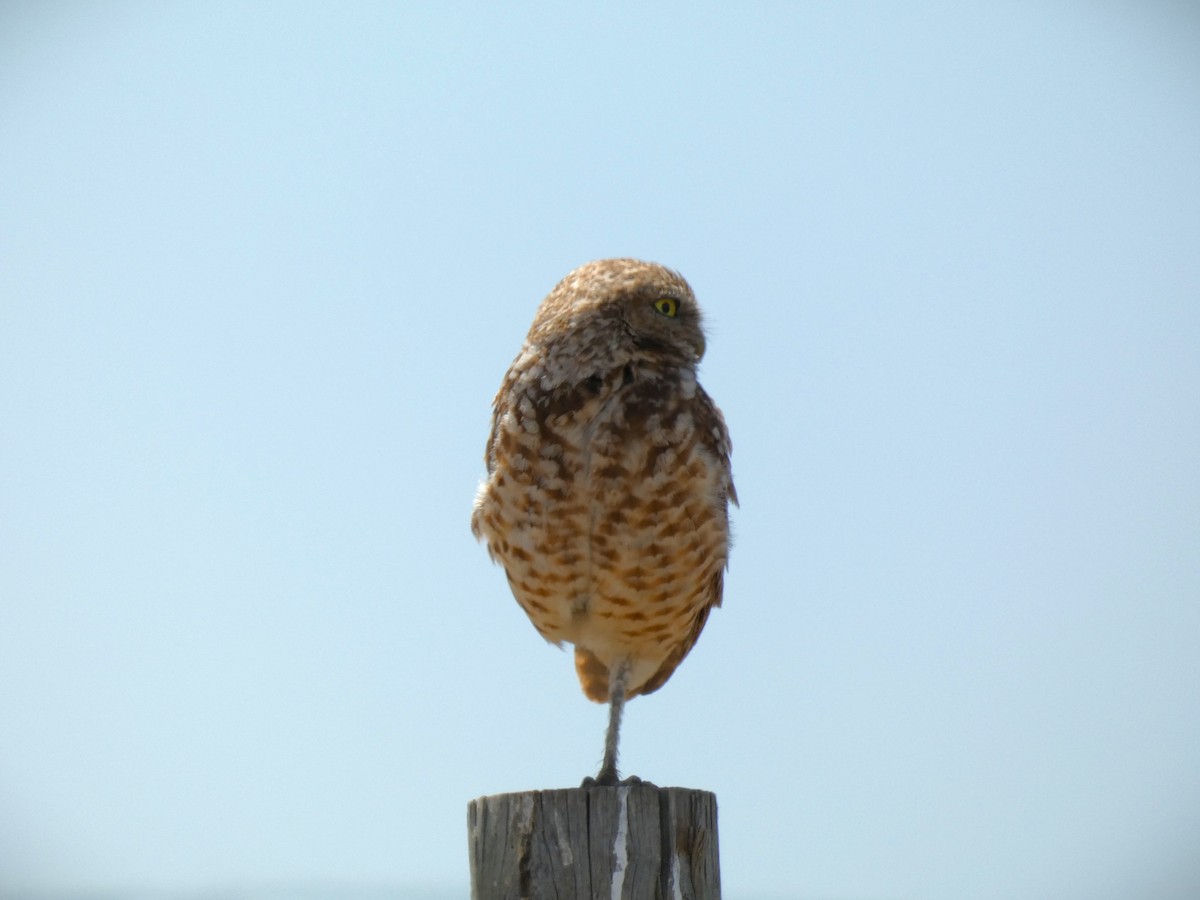 Burrowing Owl - ML620629745