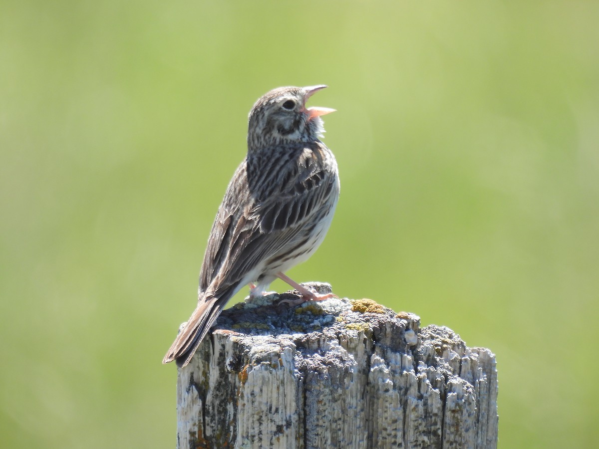 Vesper Sparrow - ML620629748