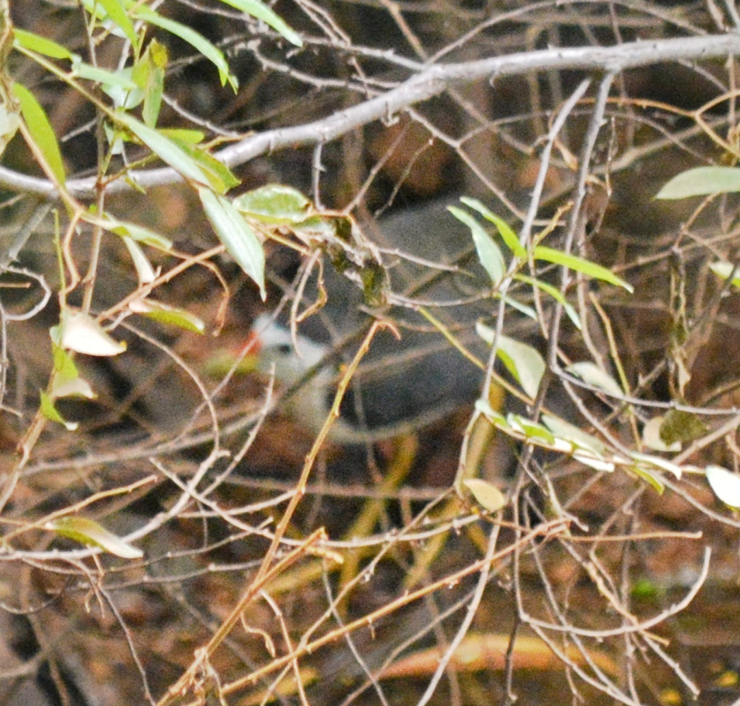 White-breasted Waterhen - ML620629750