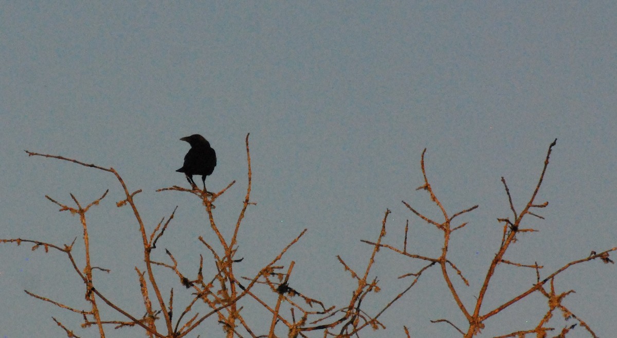 American Crow - ML620629755