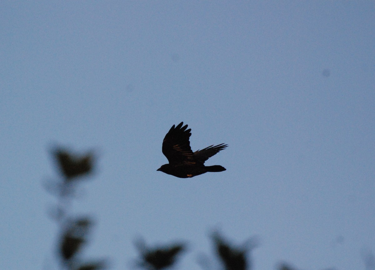 American Crow - ML620629758