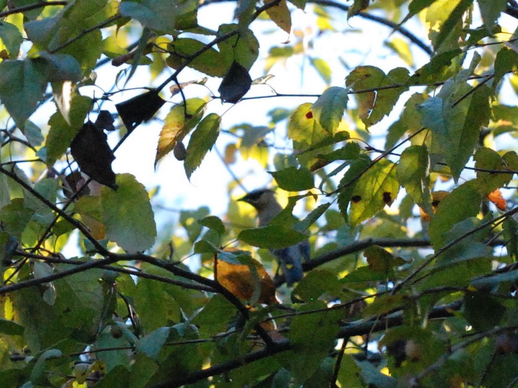 Cedar Waxwing - ML620629760