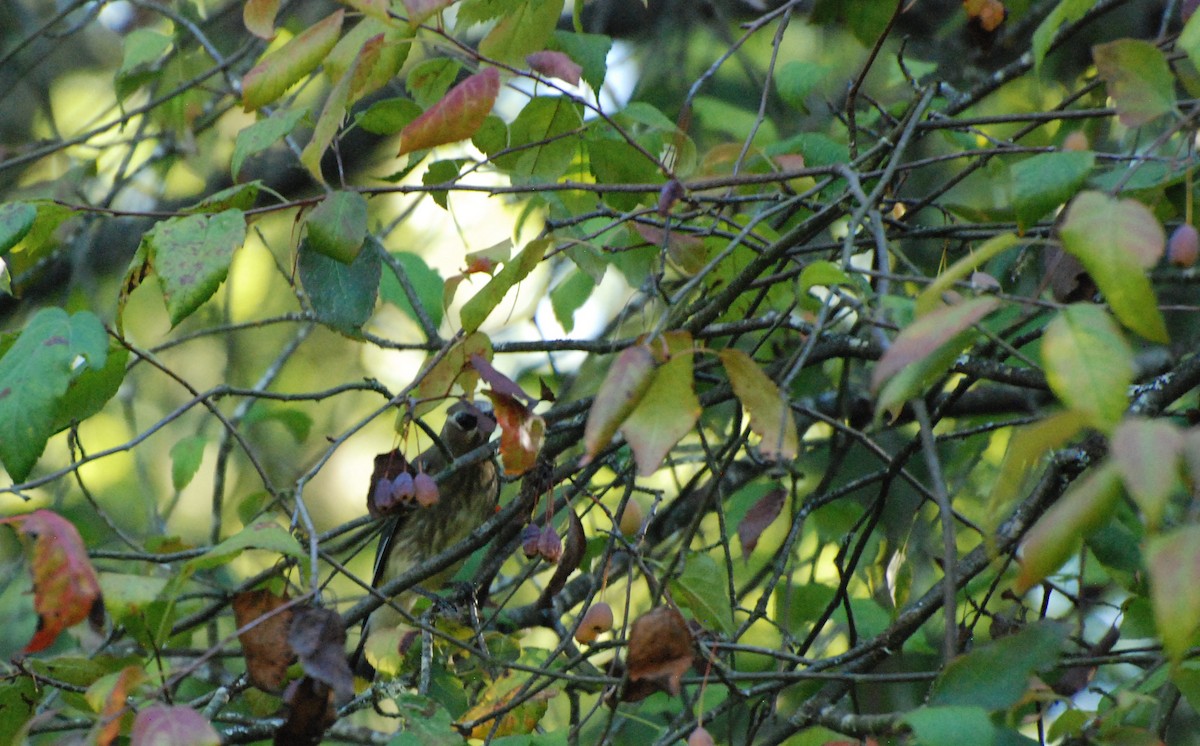 Cedar Waxwing - ML620629761