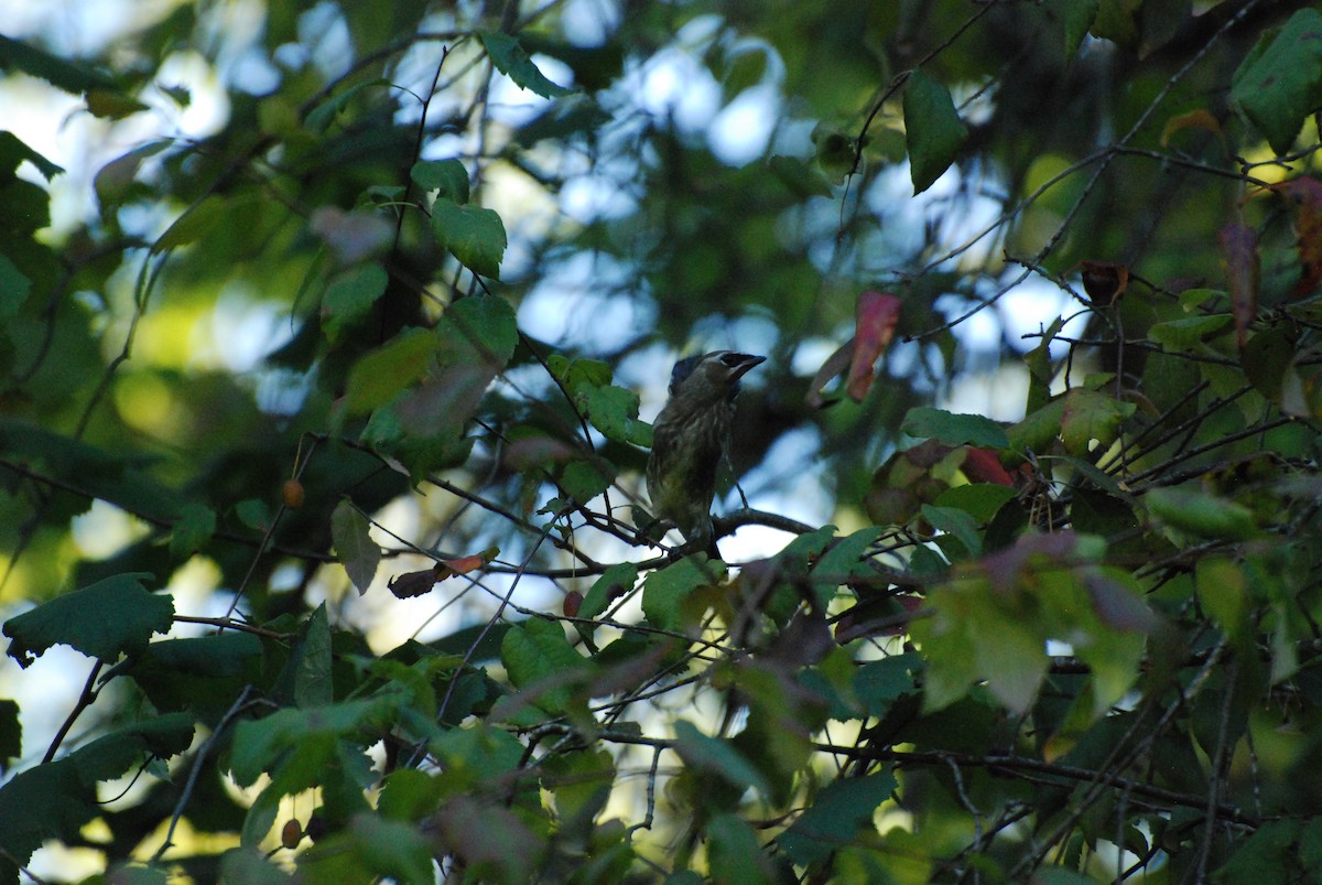 Cedar Waxwing - ML620629762