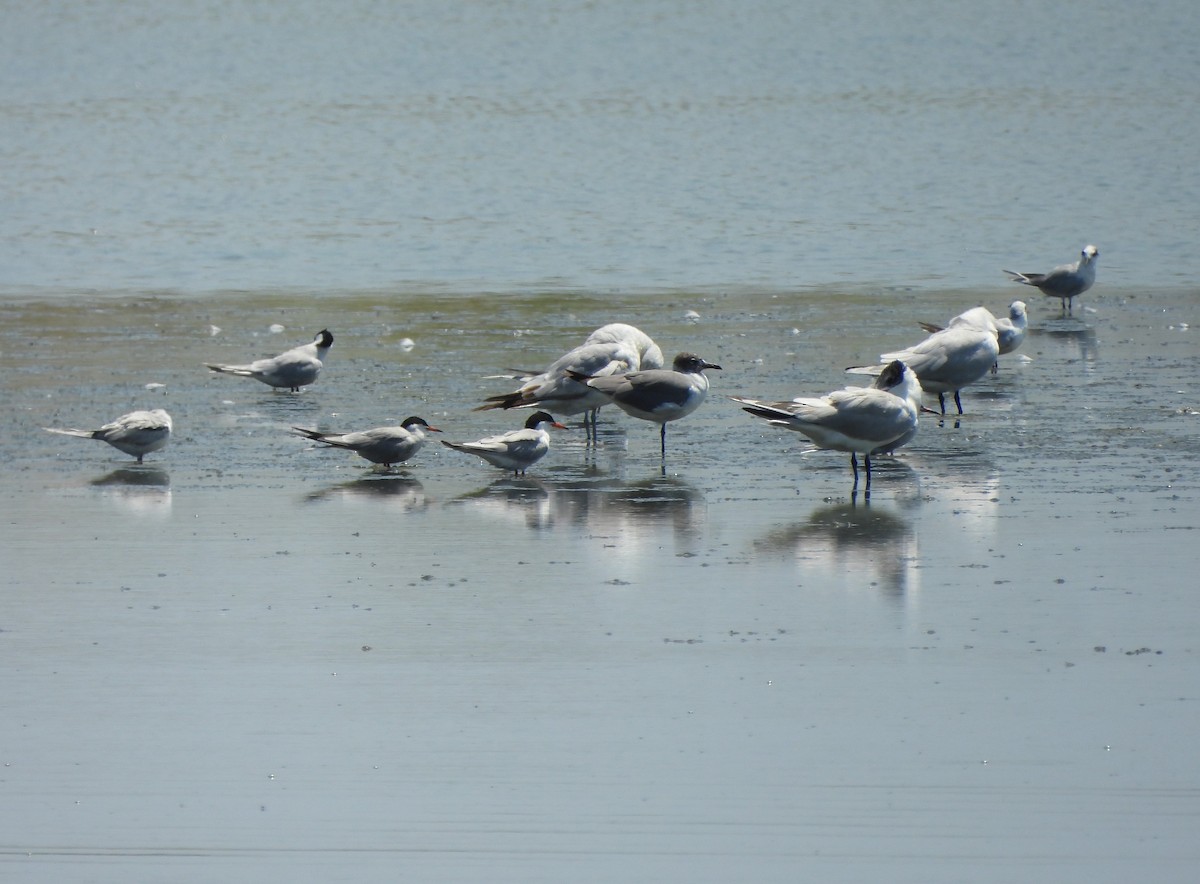 Gaviota Guanaguanare - ML620629764