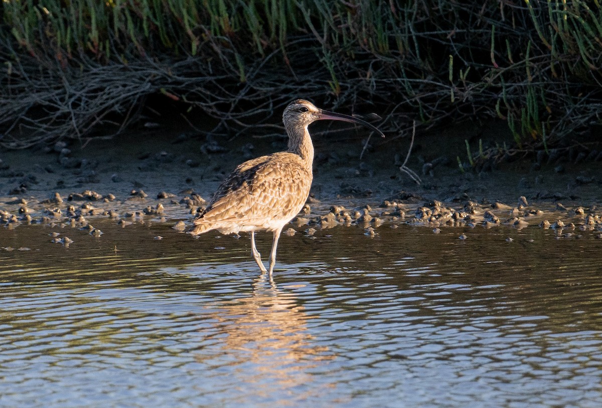 Whimbrel - ML620629765