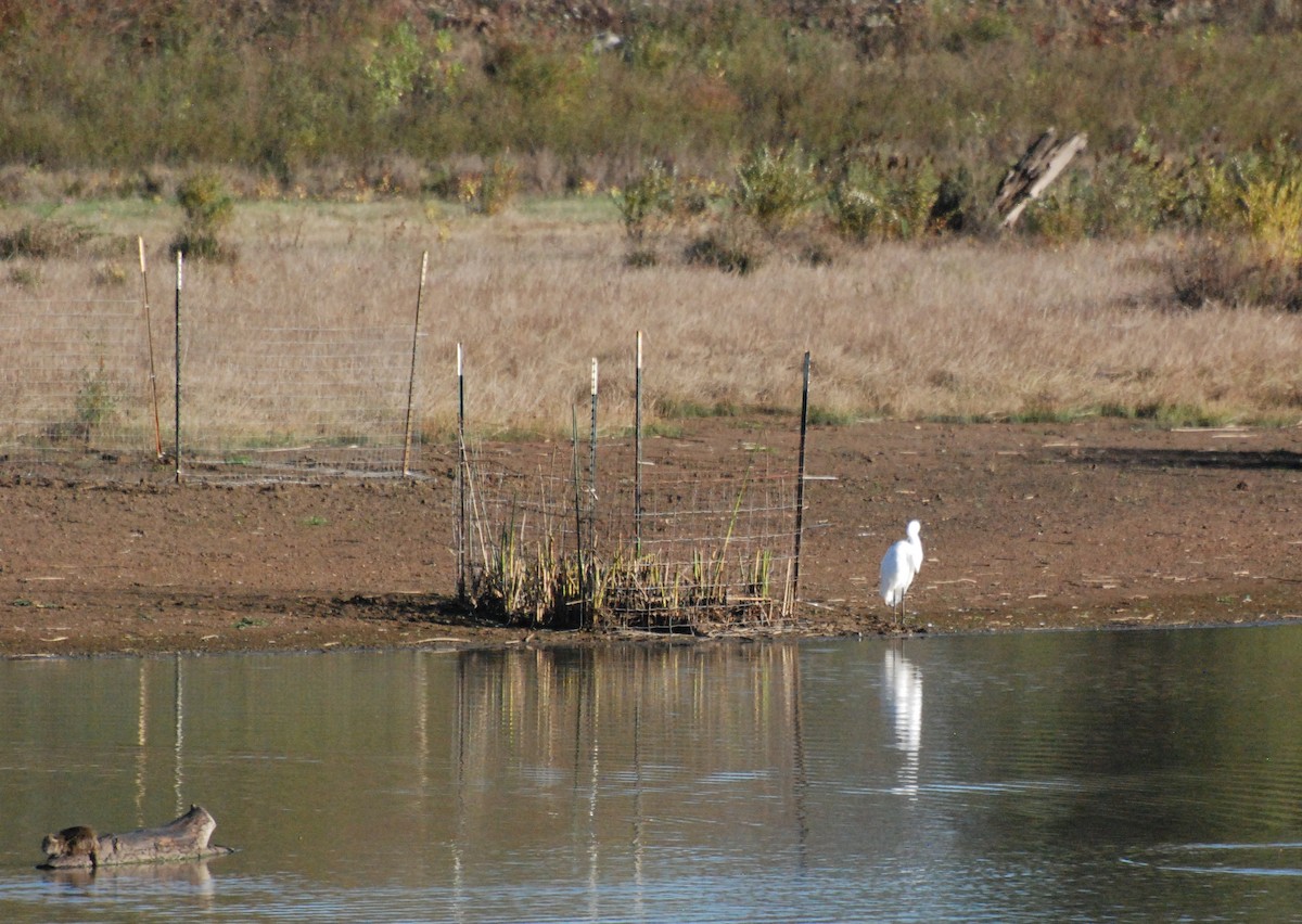 Great Egret - ML620629771