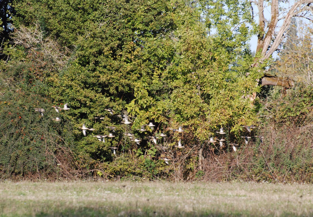 Green-winged Teal - ML620629772