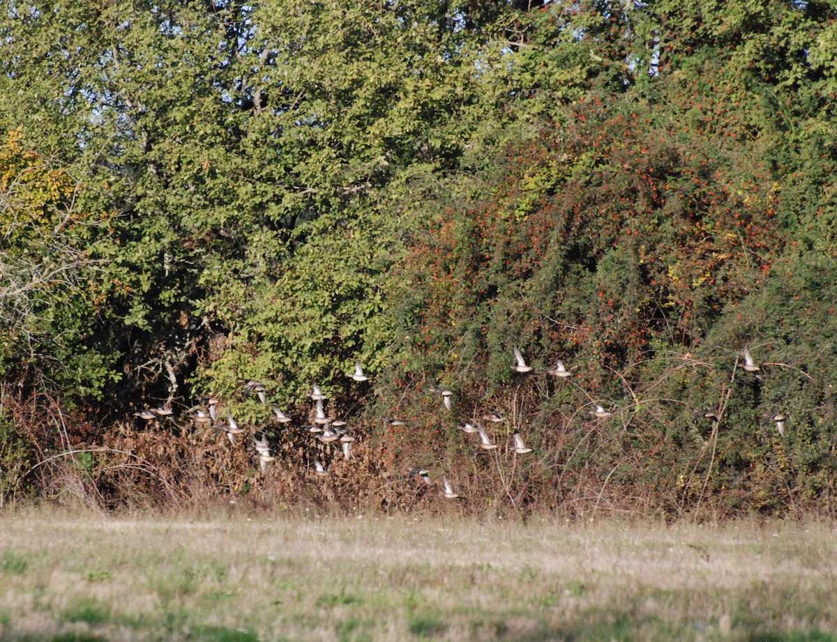 Green-winged Teal - ML620629773