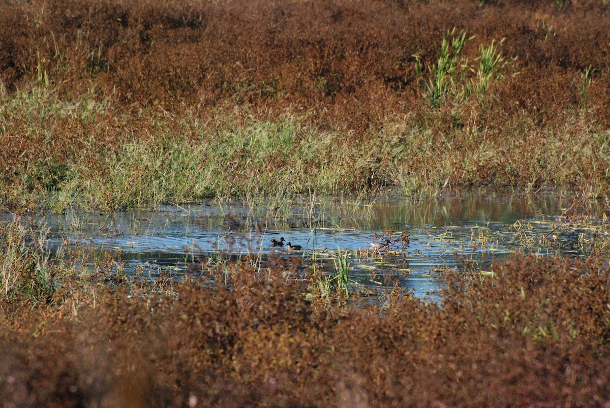 Green-winged Teal - ML620629774