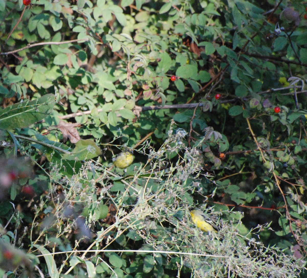 Lesser Goldfinch - ML620629784