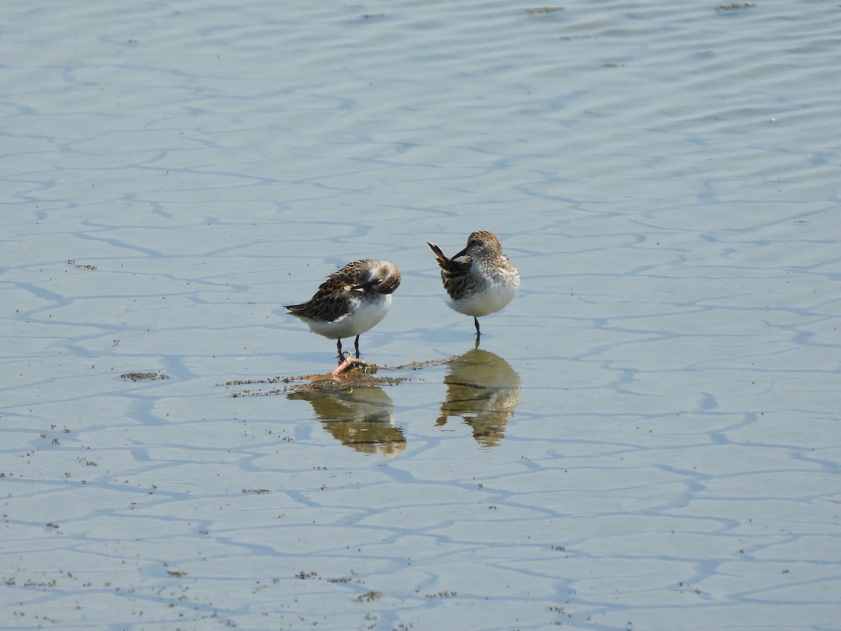 Semipalmated Sandpiper - ML620629786