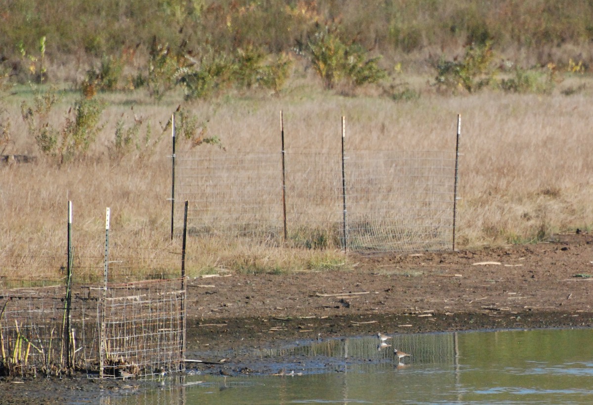 Killdeer - ML620629787