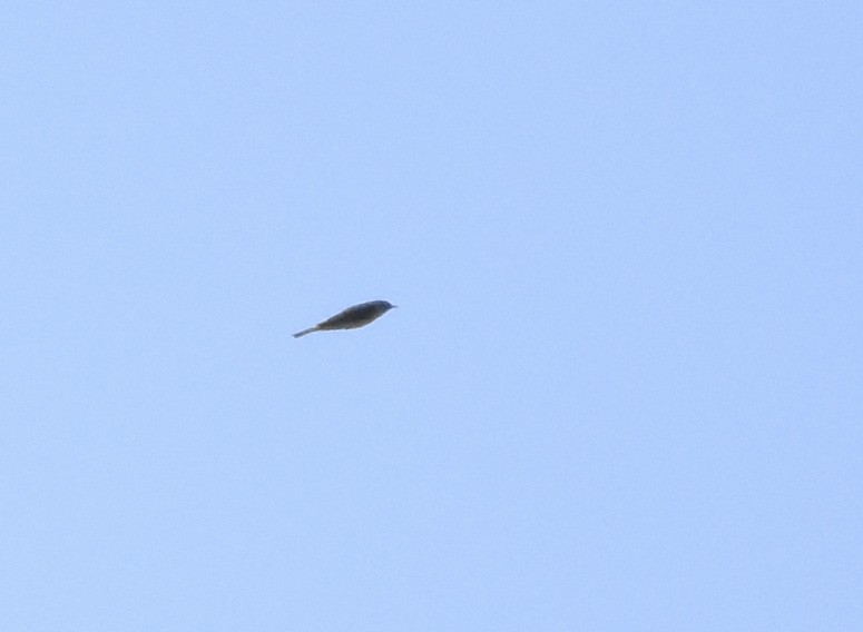 Nashville Warbler - ML620629792