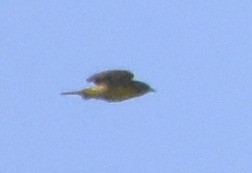 Nashville Warbler - ML620629793