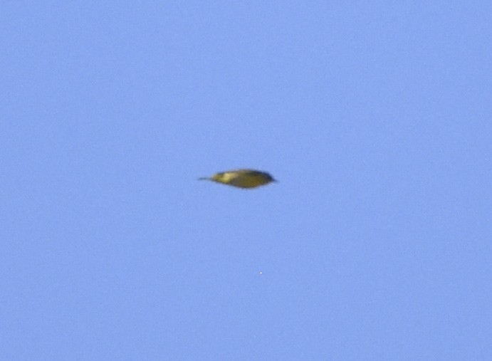 Nashville Warbler - ML620629795