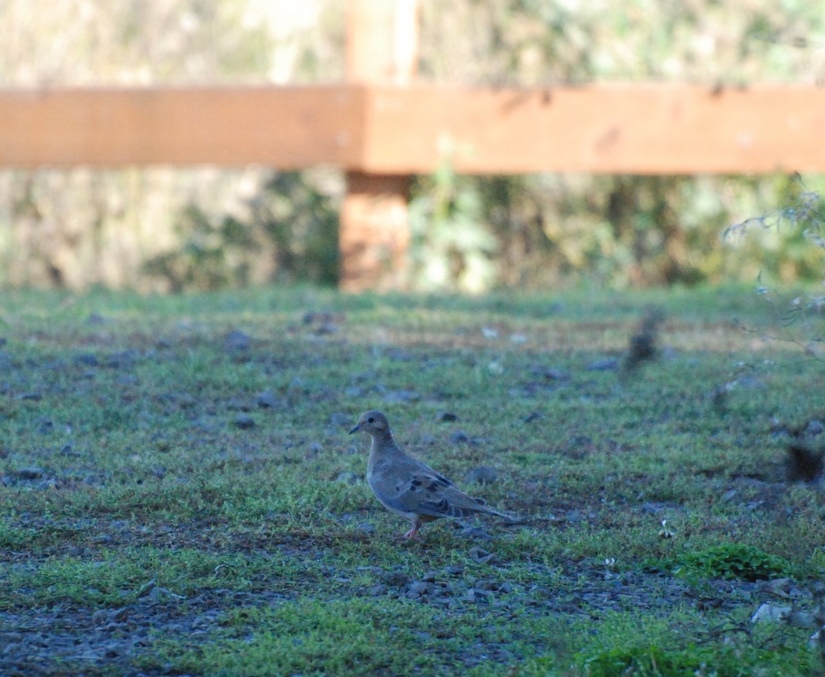 Mourning Dove - ML620629796