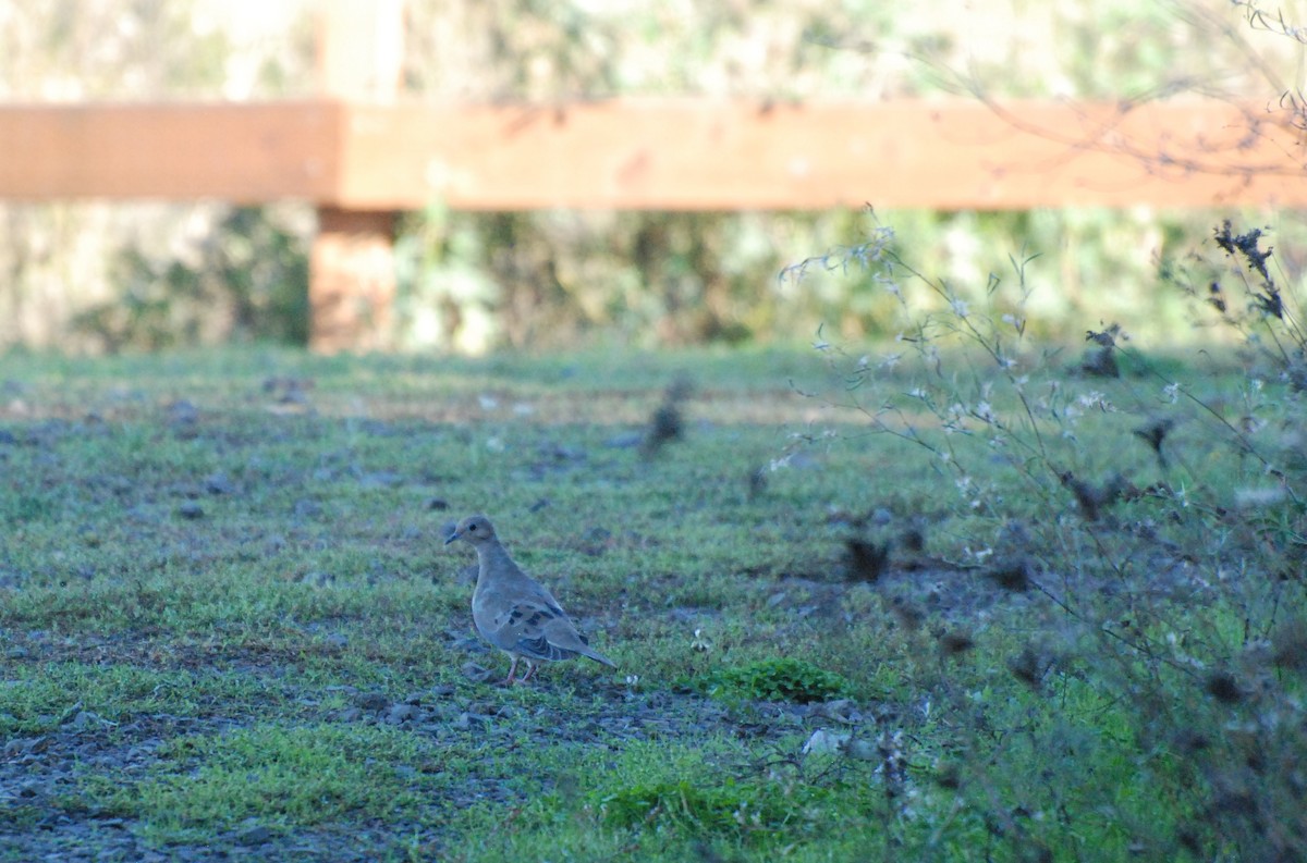 Mourning Dove - ML620629797