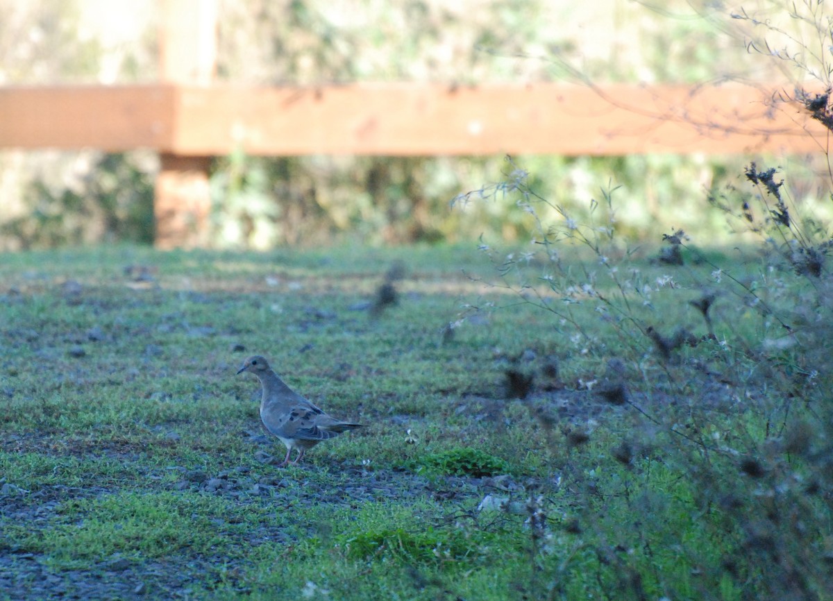 Mourning Dove - ML620629798