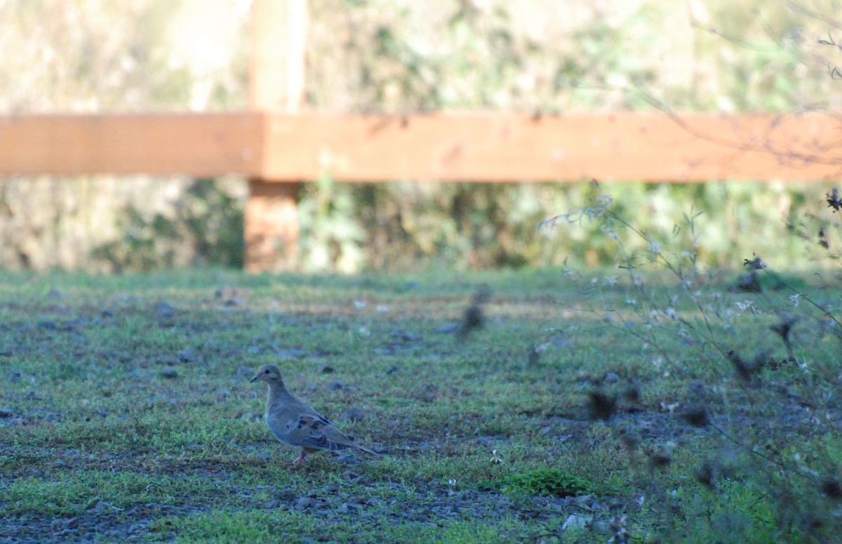 Mourning Dove - ML620629799